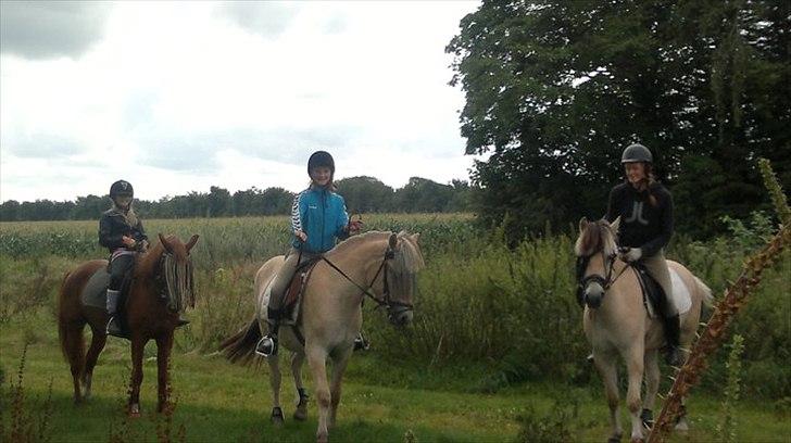 Fjordhest Oblings Milan billede 10