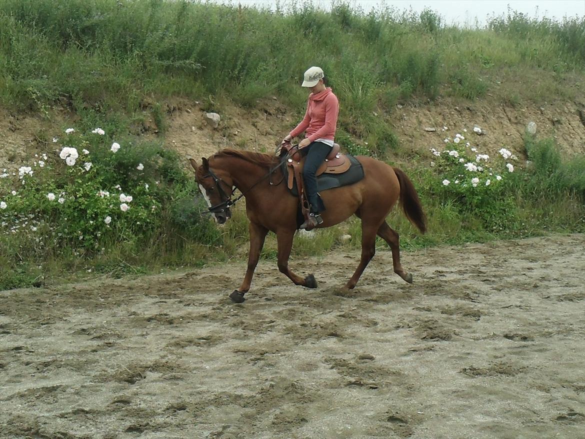 Appaloosa IMA Such A Pride - solgt billede 11