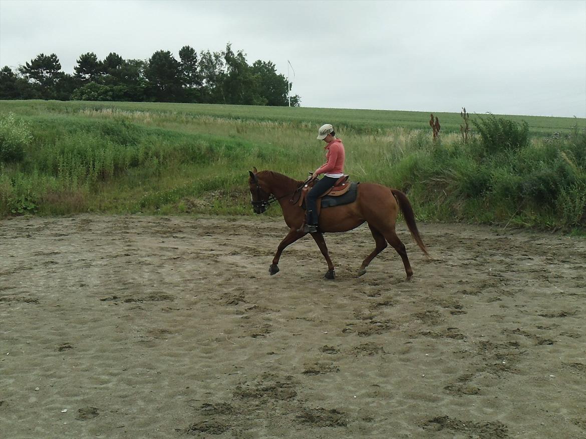 Appaloosa IMA Such A Pride - solgt billede 13