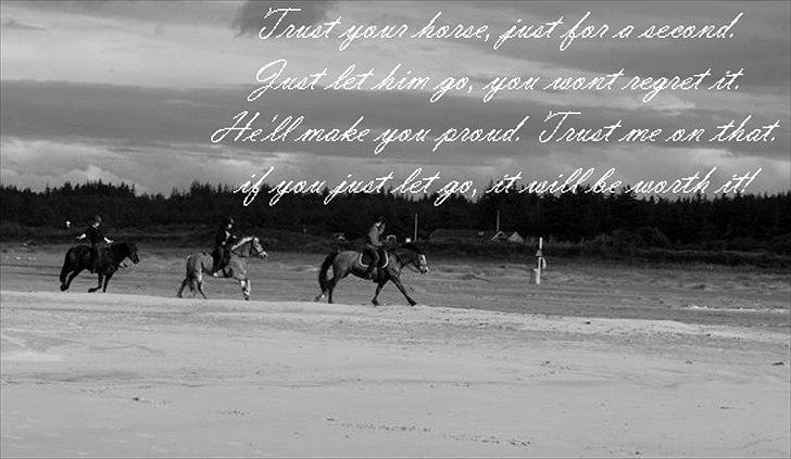 Islænder My Sunbeam (Banditten) billede 10