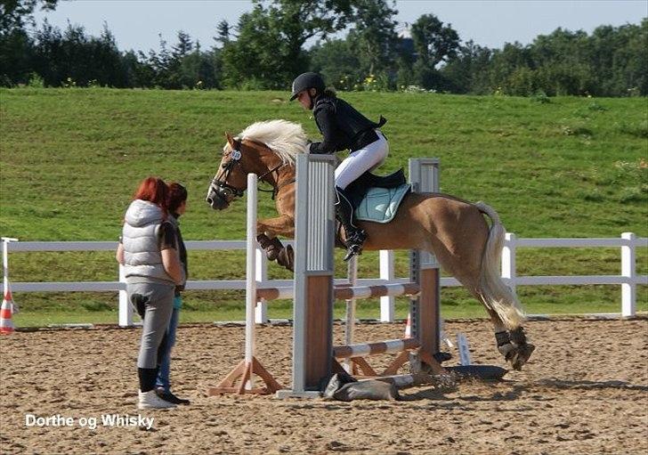 Haflinger WHISKY - Whisky til Haflinger DM, louiselund. Fotograf: Mette Vistisen. billede 18
