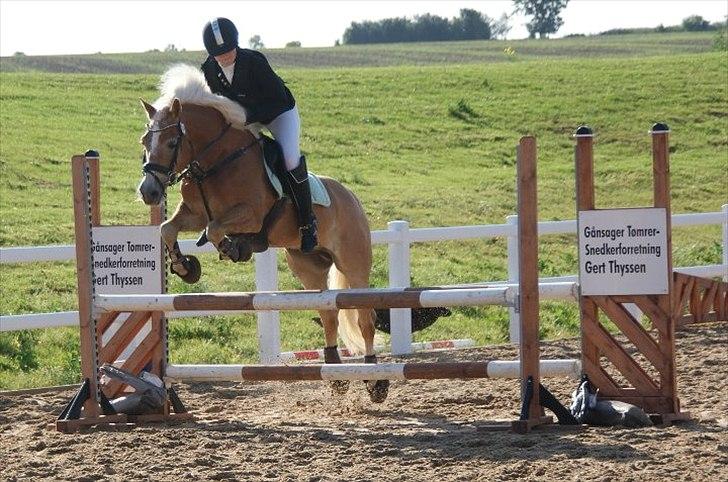 Haflinger WHISKY - Whisky til Haflinger DM, louiselund. Fotograf: Mette Vistisen. billede 2