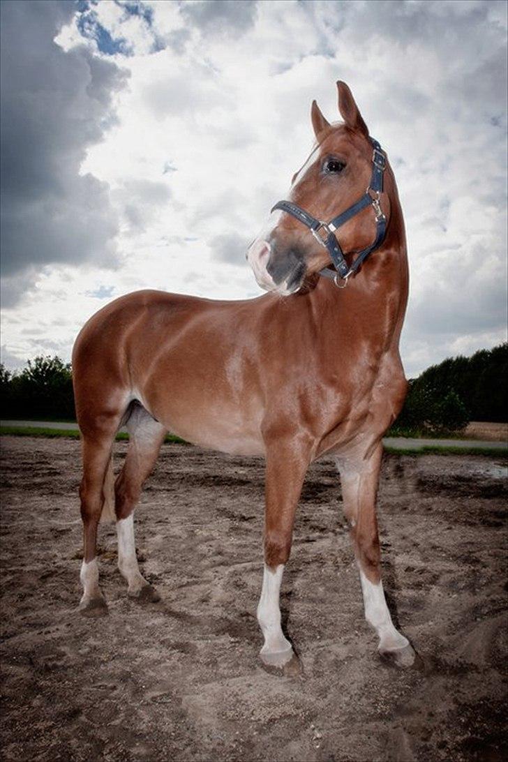 Anden særlig race Gyvelgårdens Jolly - du er en virkelig engel <3 billede 13