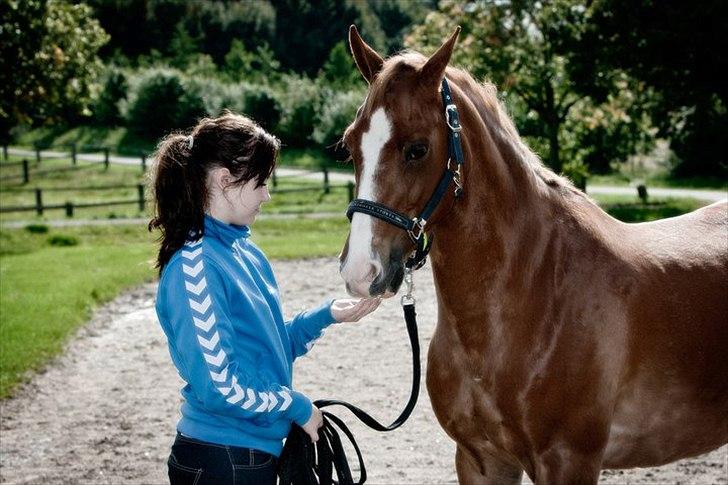 Anden særlig race Gyvelgårdens Jolly - Pony prutten ligner en hingstebasse :-D billede 17