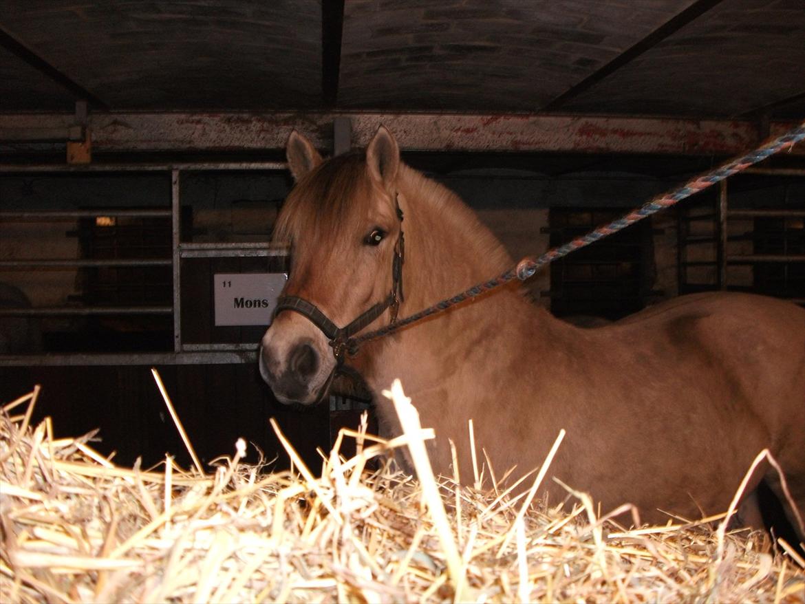 Fjordhest Lukas Damgård billede 1