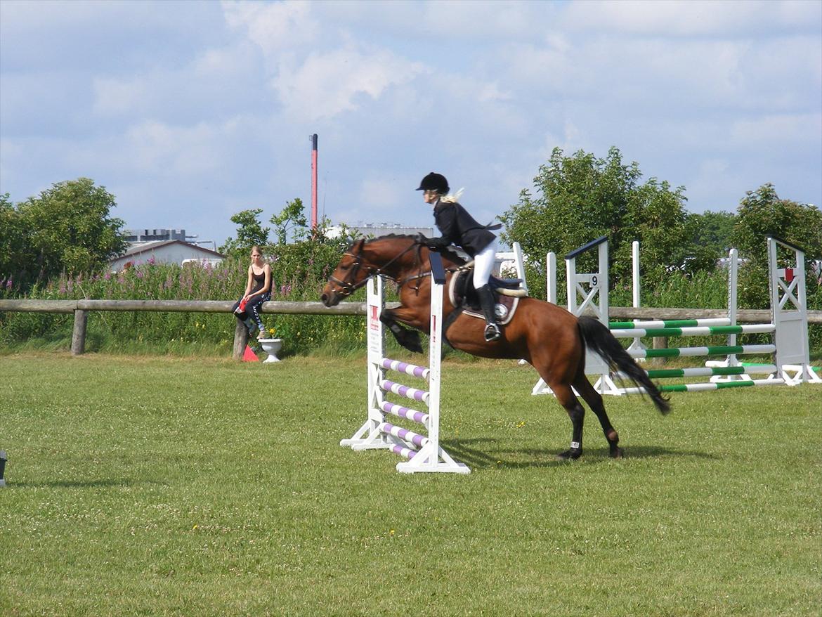 New Forest Tippy  billede 17