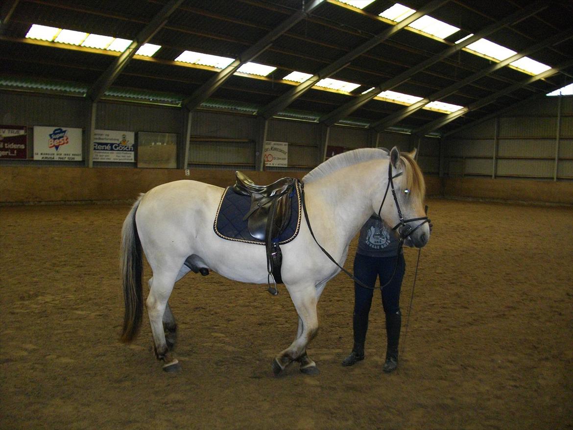 Fjordhest Lukas Damgård billede 2