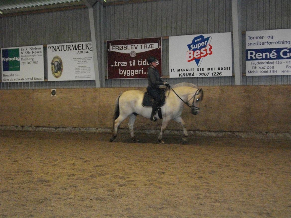 Fjordhest Lukas Damgård billede 3