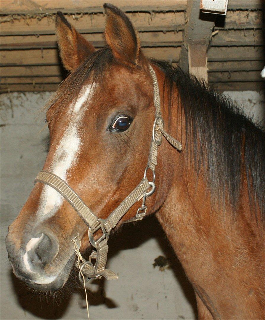 Arabisk fuldblod (OX) Amorella (rella) billede 1