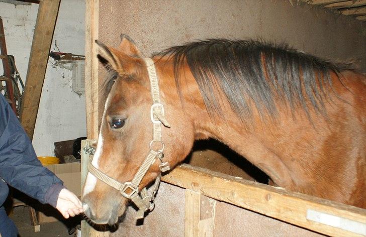 Arabisk fuldblod (OX) Amorella (rella) billede 2