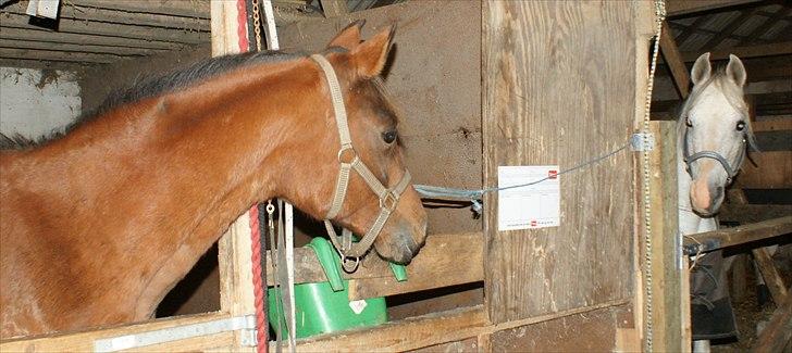 Arabisk fuldblod (OX) Amorella (rella) billede 3