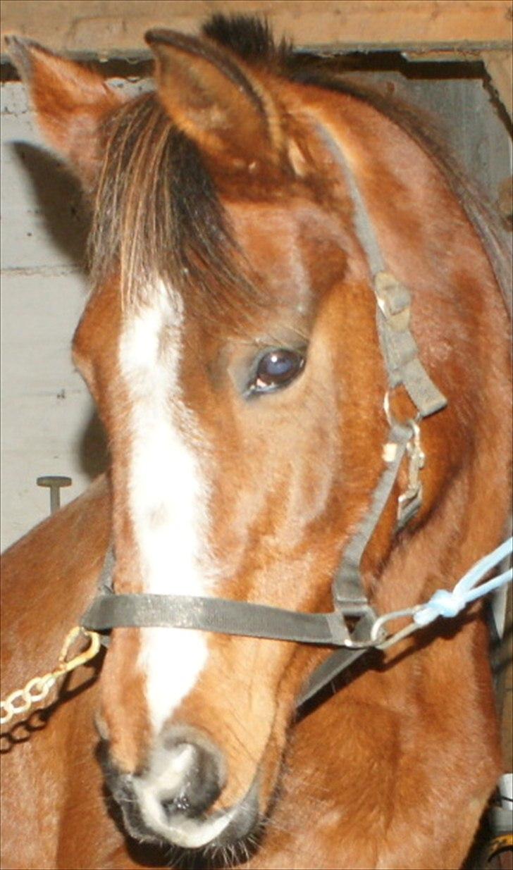 Arabisk fuldblod (OX) Amorella (rella) billede 4