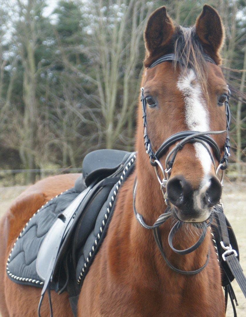 Arabisk fuldblod (OX) Amorella (rella) billede 5