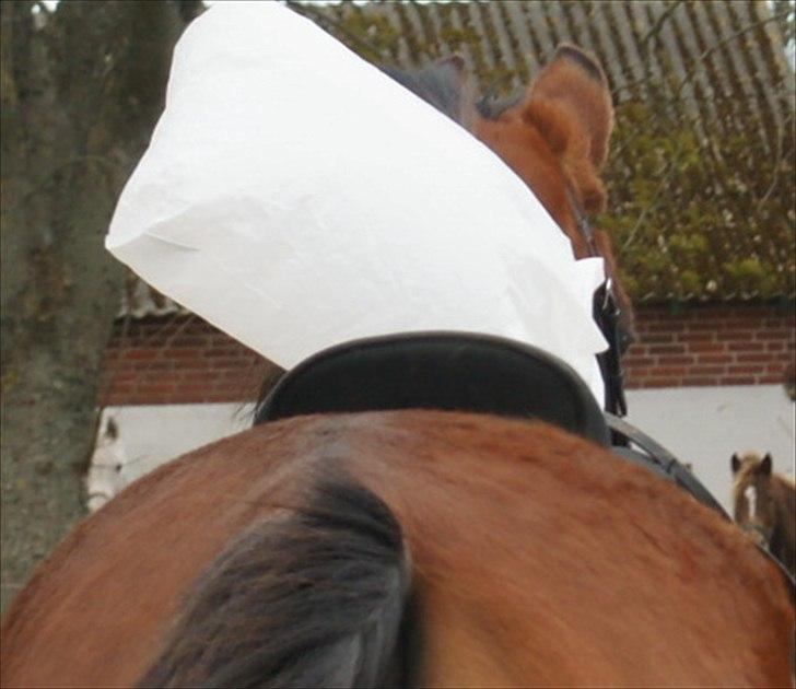 Arabisk fuldblod (OX) Amorella (rella) billede 6