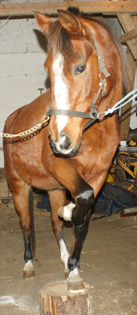 Arabisk fuldblod (OX) Amorella (rella) billede 7