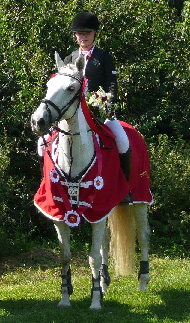 Irsk Sportspony Mosstown Smirnoff - Velkommen til Mosstown Smirnoff's profil - min skønne hvide springpony billede 1