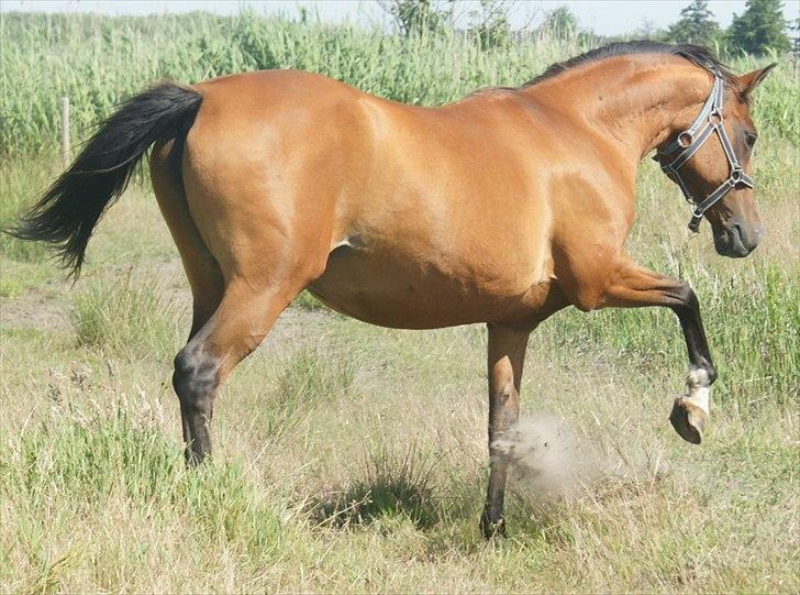 Arabisk fuldblod (OX) Amorella (rella) billede 8