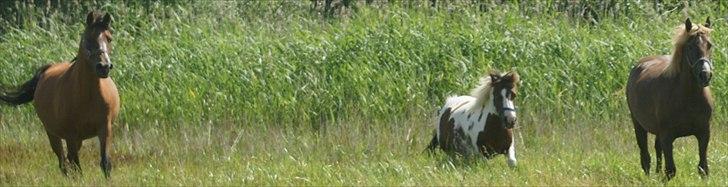 Arabisk fuldblod (OX) Amorella (rella) billede 9