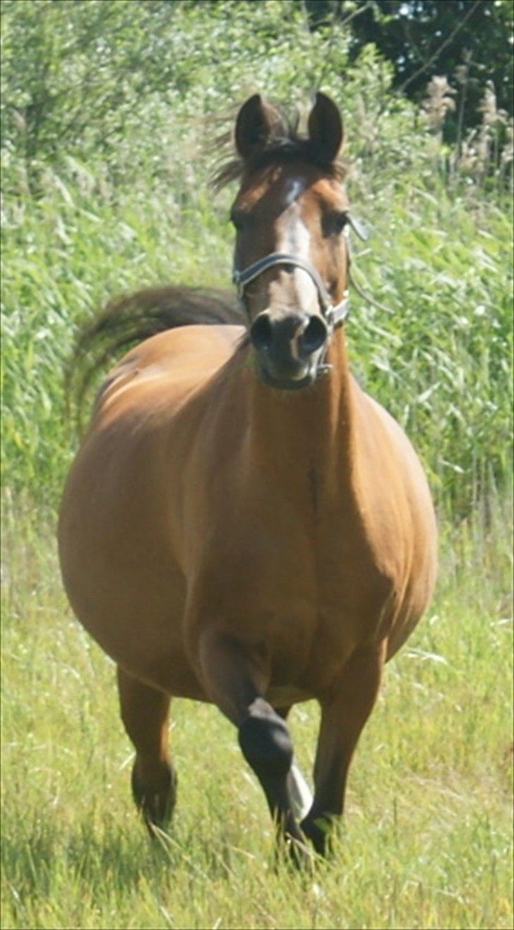 Arabisk fuldblod (OX) Amorella (rella) billede 10