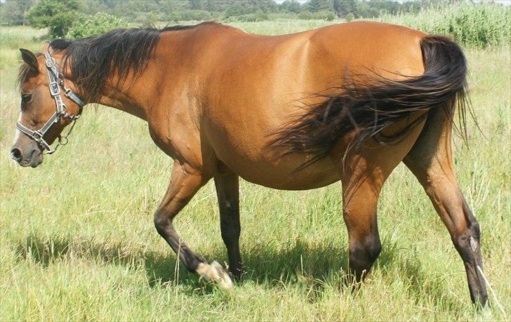 Arabisk fuldblod (OX) Amorella (rella) billede 11