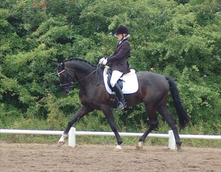Hannoveraner Royan - Stævne på NOA i første LA4. 1. plads :D Fotograf: Cindy Faber billede 7