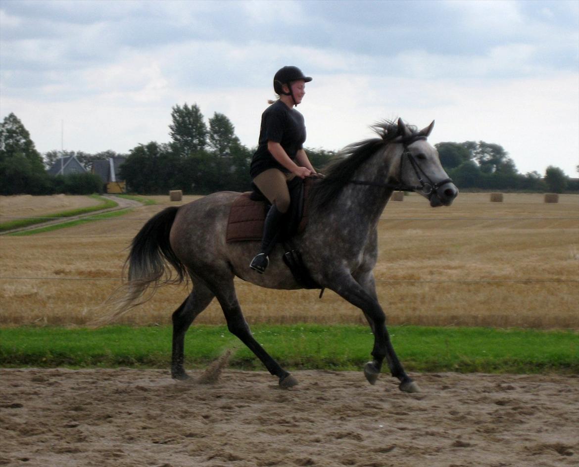 Shagya Araber (SH) Butterhill`s Khadarz billede 1