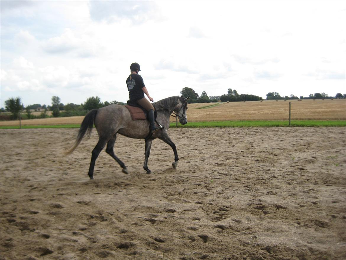 Shagya Araber (SH) Butterhill`s Khadarz billede 2