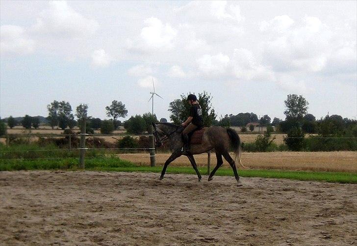 Shagya Araber (SH) Butterhill`s Khadarz billede 3