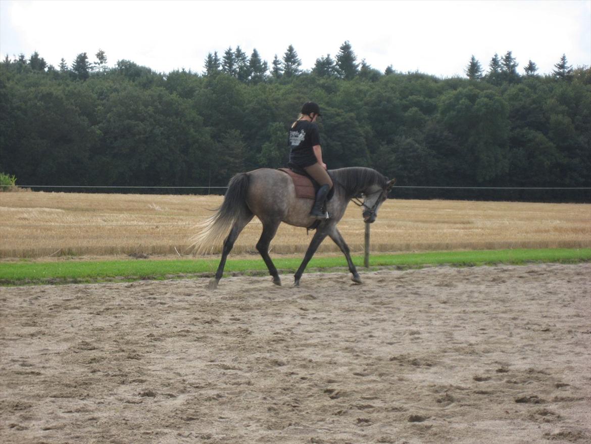 Shagya Araber (SH) Butterhill`s Khadarz billede 4