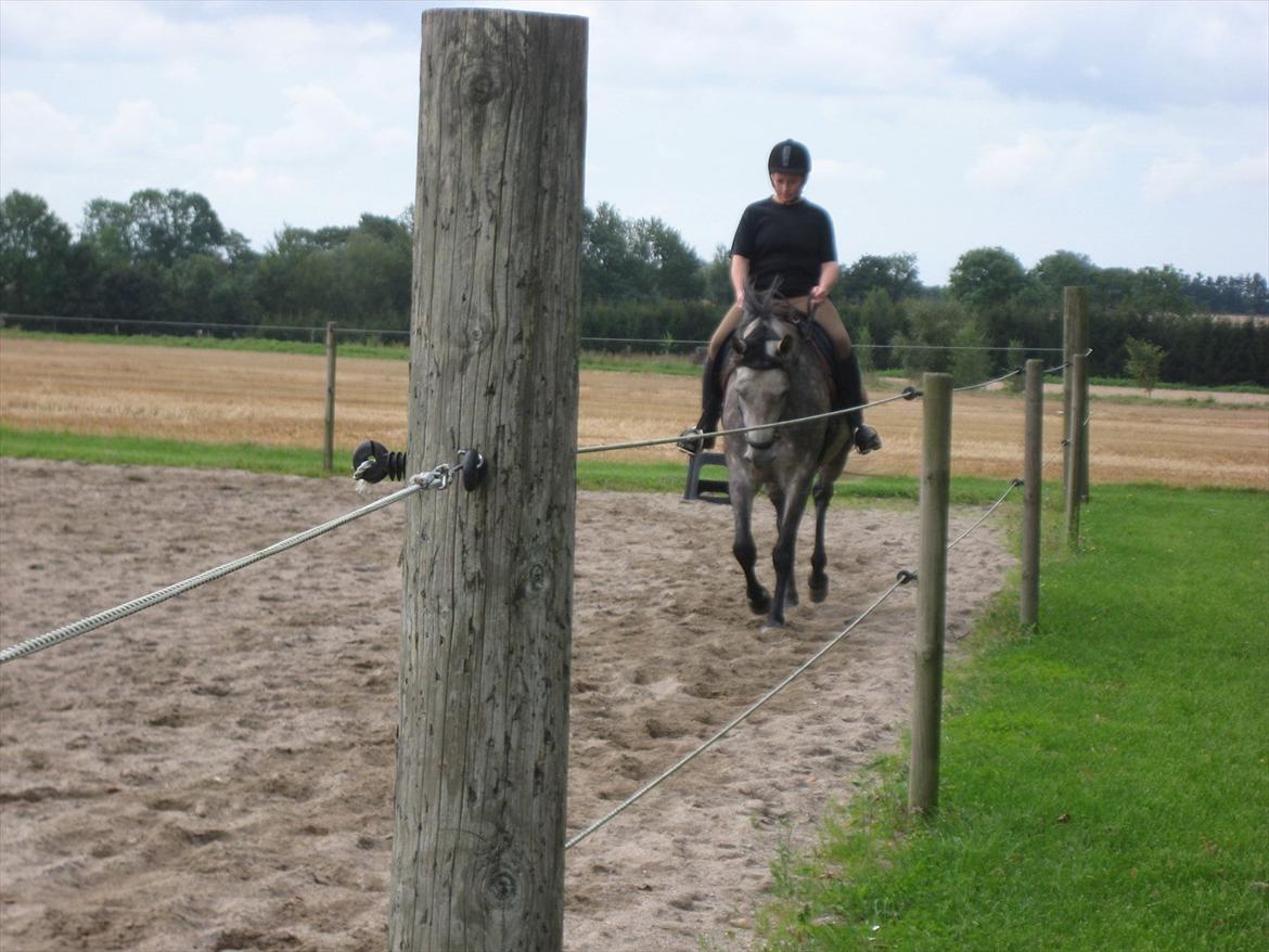 Shagya Araber (SH) Butterhill`s Khadarz billede 5