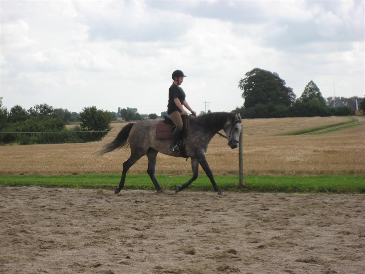 Shagya Araber (SH) Butterhill`s Khadarz billede 6