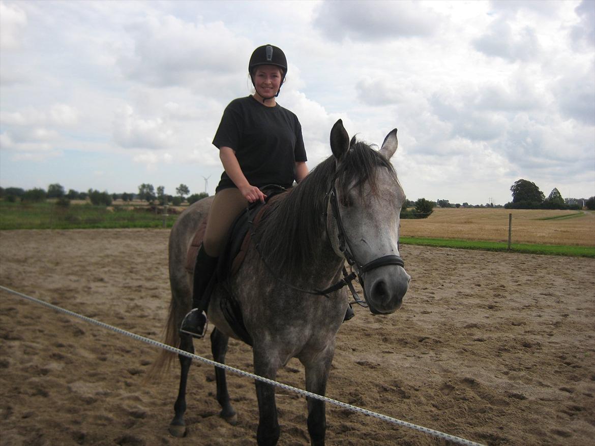 Shagya Araber (SH) Butterhill`s Khadarz billede 7