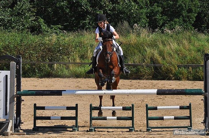 New Forest Solstrålens Idefix *STJERNE* - LA** billede 4