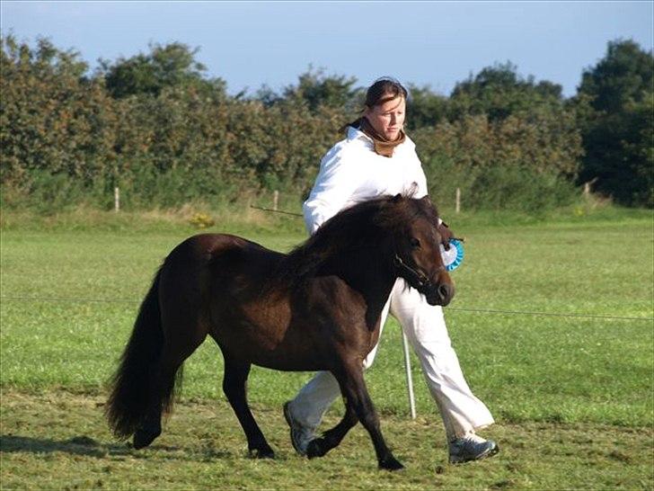 Shetlænder Ejstrups Perle - MogM show 2011 foto: Dorthe de baan ;) billede 4