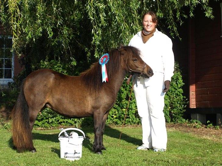 Shetlænder Ejstrups Perle - MogM show 2011 Foto : Dorthe de baan :) billede 5