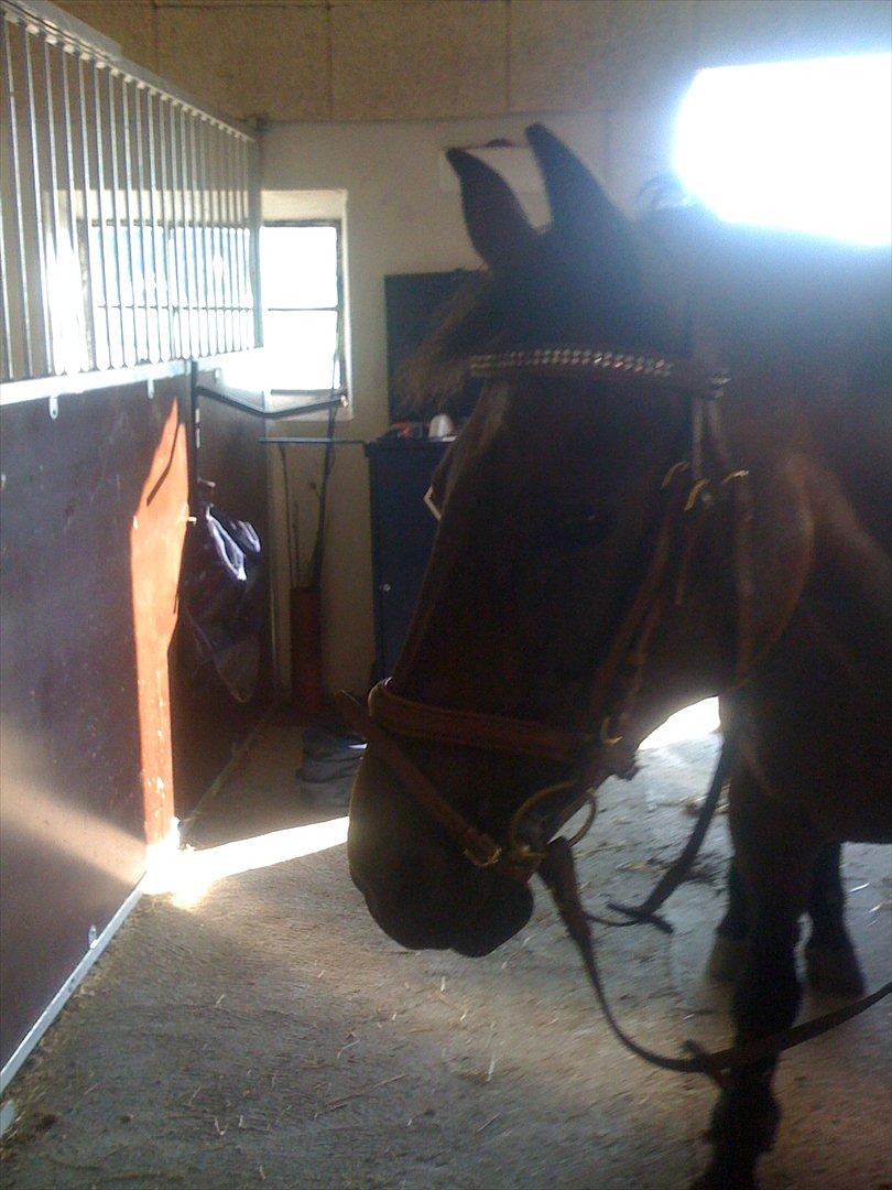 Anden særlig race  TOFTEGAARDENS STAR-LIGHT - flotte <3 billede 9