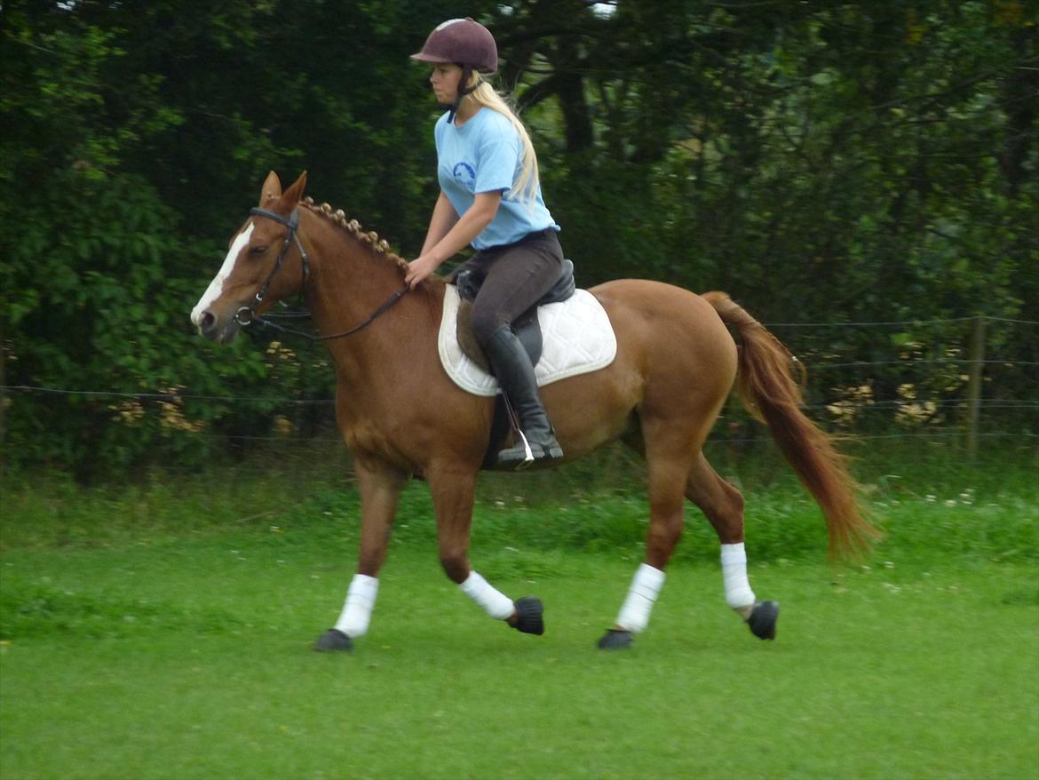 Belgisk Sportspony Winny [Solgt] billede 18