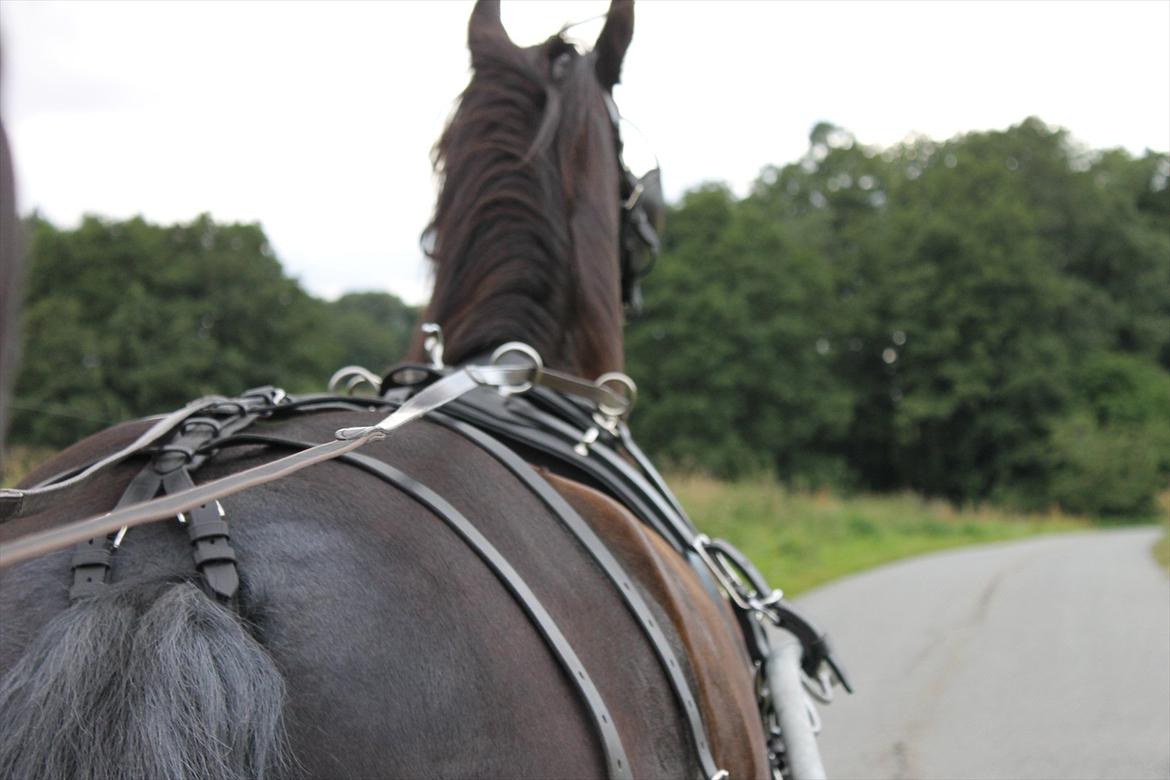 Frieser Linda A billede 14