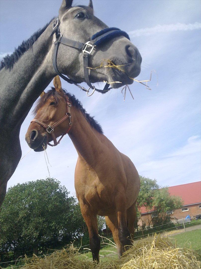 Anden særlig race Yohanna  - Yohanna og Stella billede 8