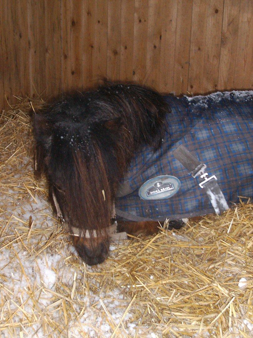 Shetlænder † Bakkegårdens Faster † billede 19