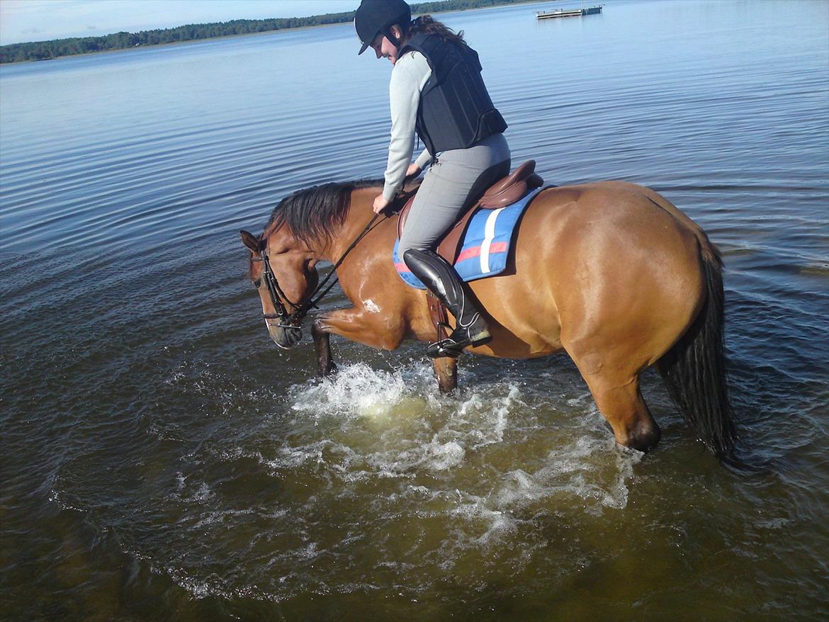 Anden særlig race Arkido - Første gang i vand. billede 16