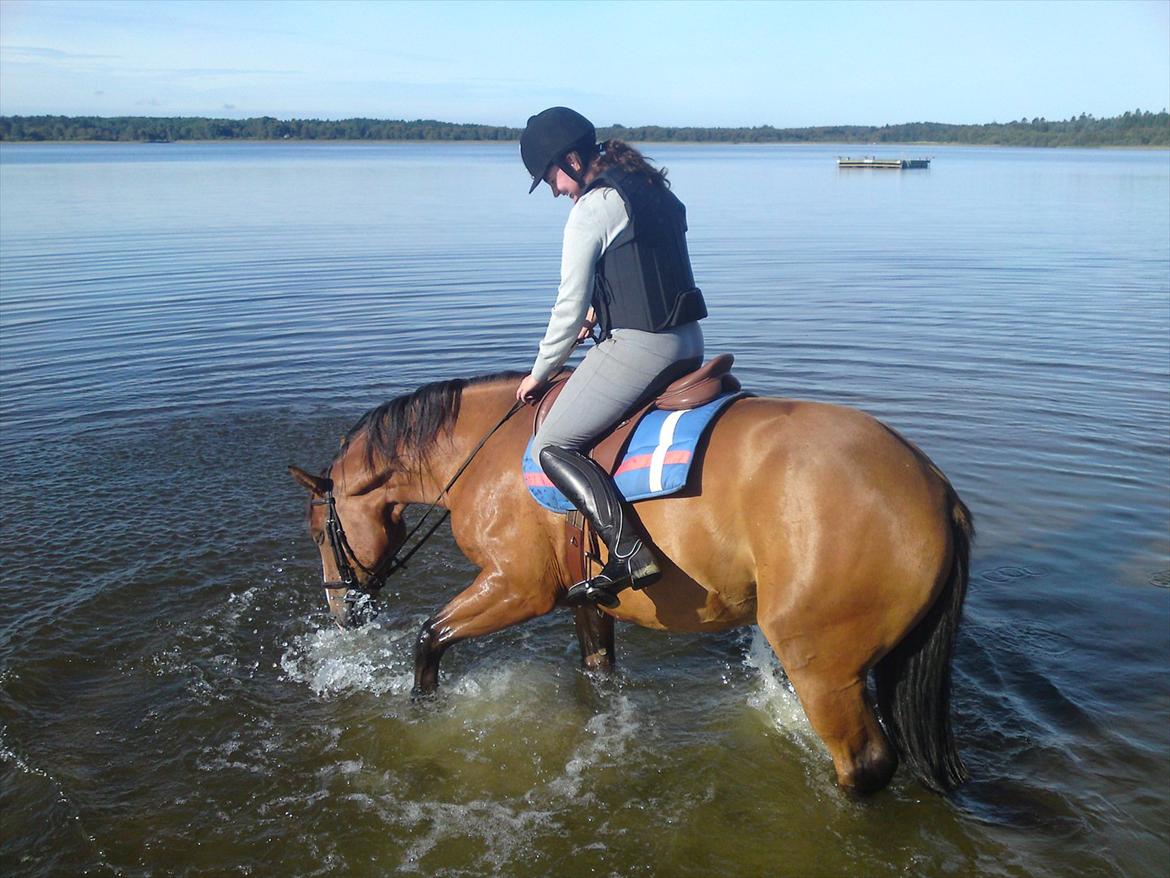 Anden særlig race Arkido - Den aller første gang han er i vandet. billede 4