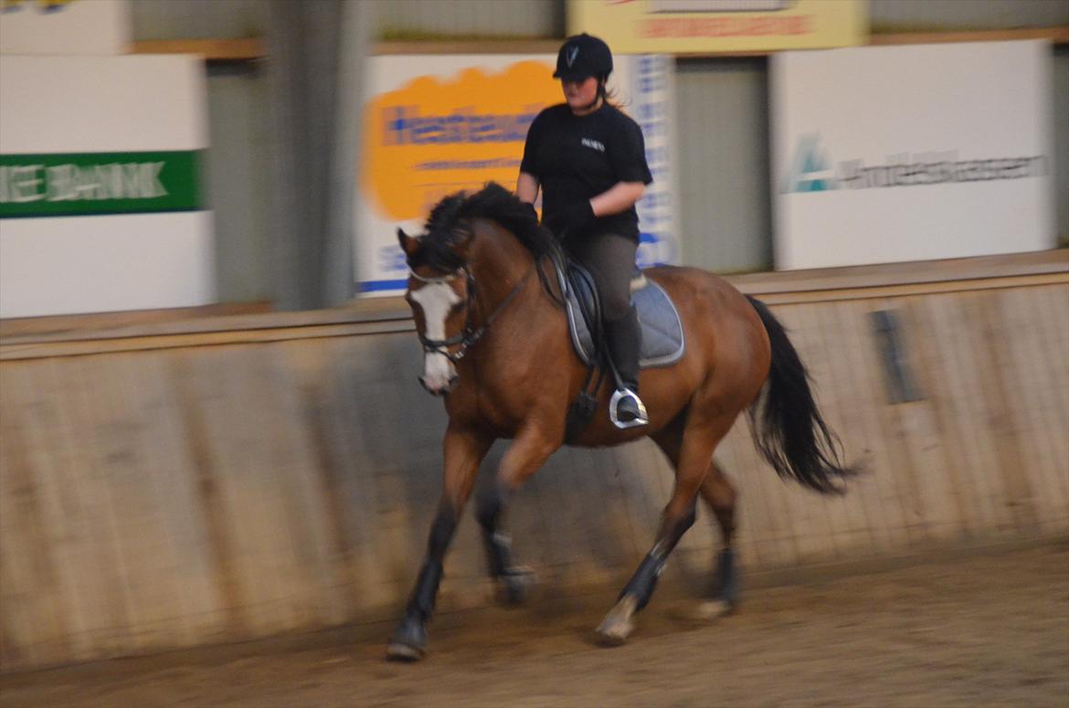 Dansk Varmblod Hedie DV DH billede 18