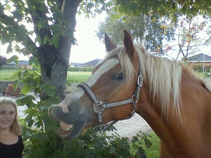 Haflinger Wincent billede 4