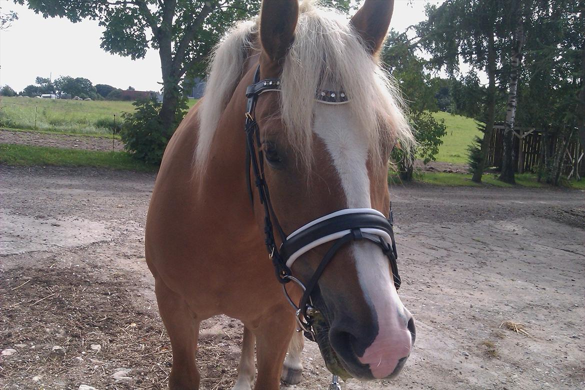 Haflinger Wincent billede 2
