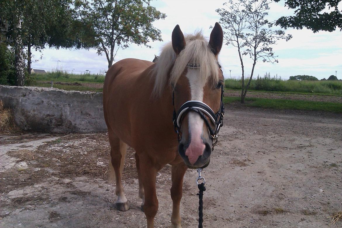 Haflinger Wincent billede 3