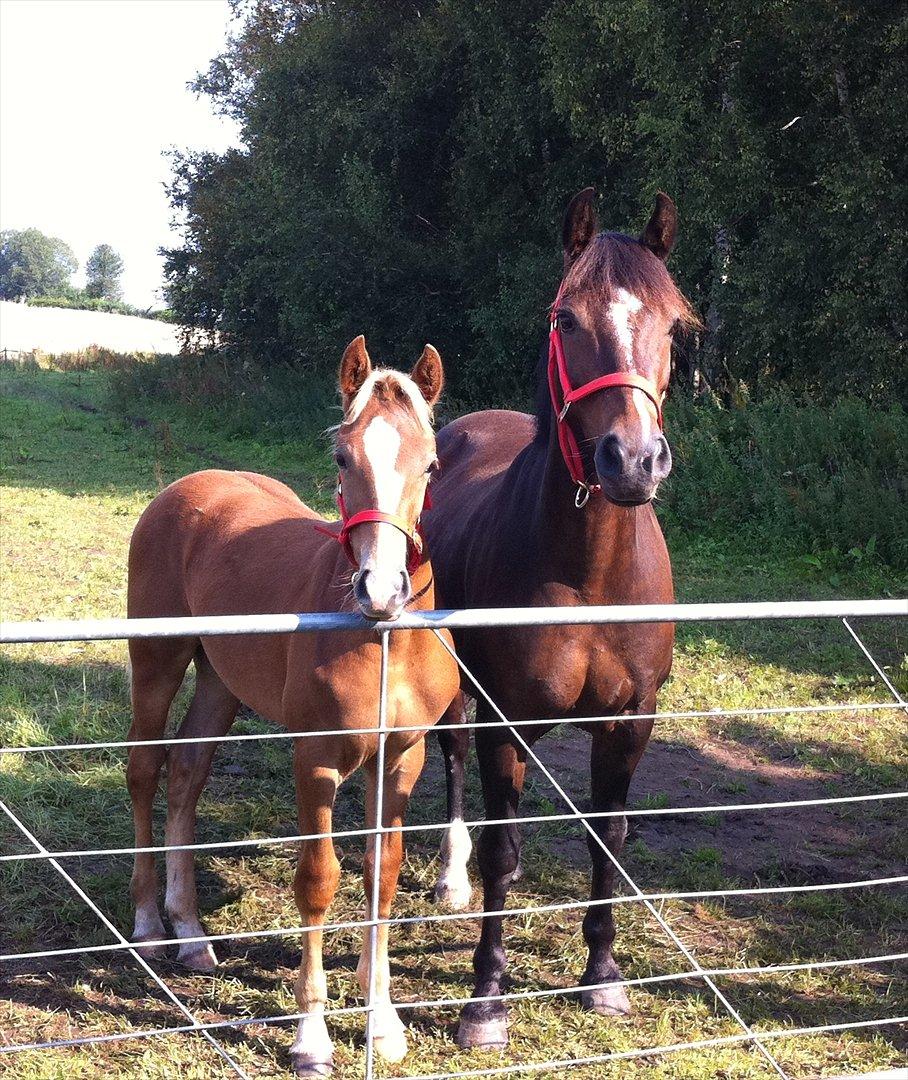 New Forest Søndermarkens Rolf - Guldklumperne <3 billede 2