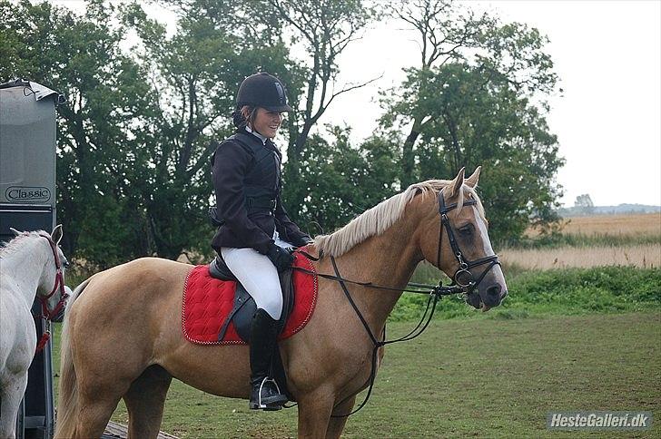 Welsh Cob (sec D) Paddy`s Voice billede 13