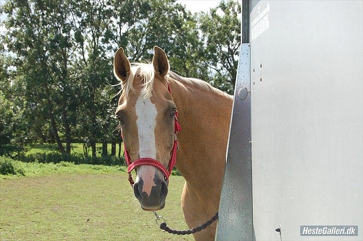 Welsh Cob (sec D) Paddy`s Voice billede 2