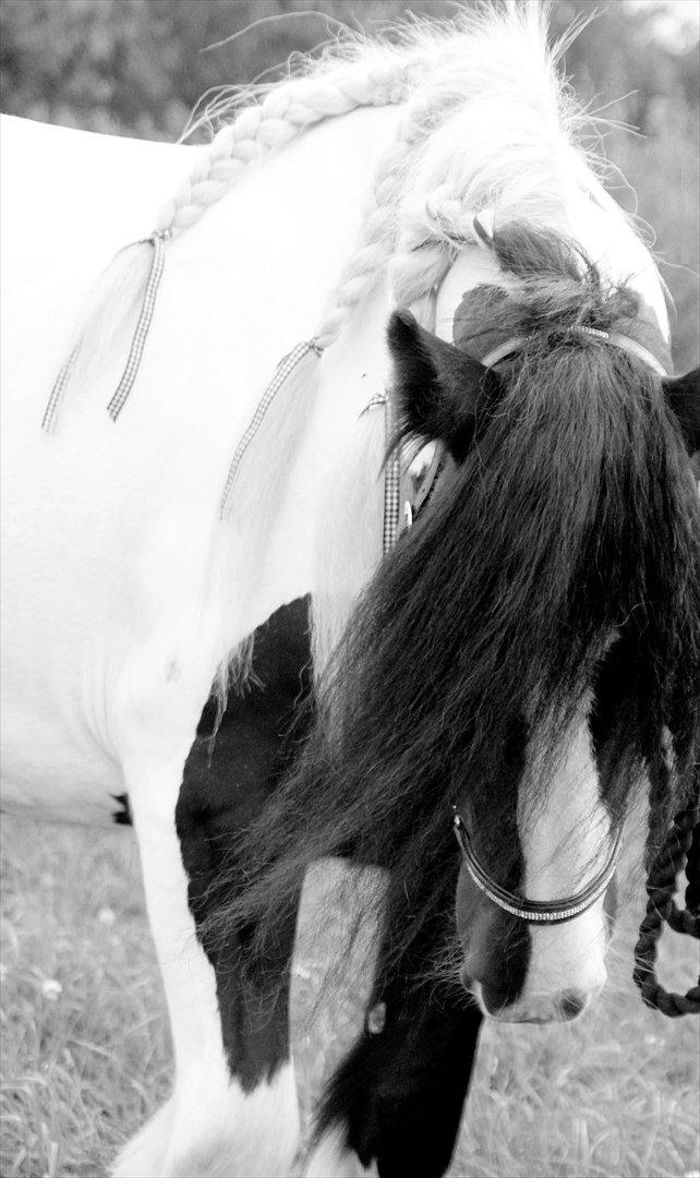 Irish Cob Bam Bam - Århh :') billede 13